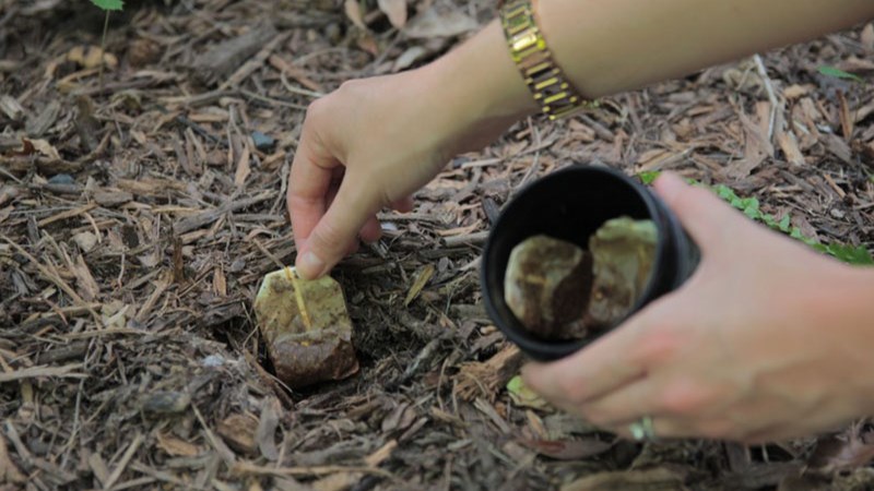 D&ugrave;ng b&atilde; tr&agrave; để b&oacute;n c&acirc;y