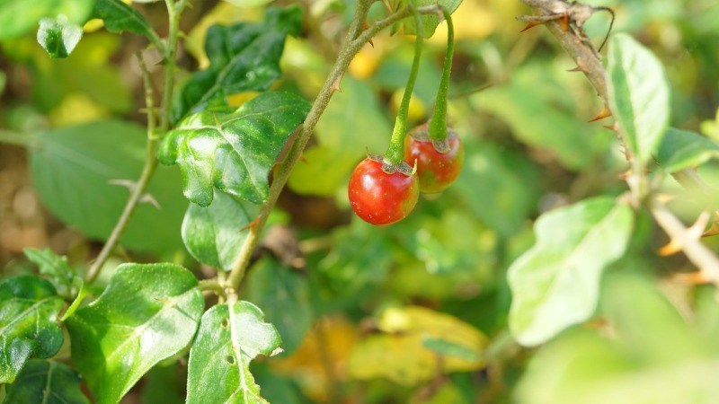Liều lượng sử dụng