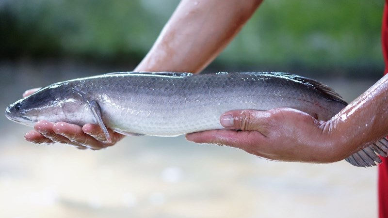 Cá lóc là cá gì? Cá lóc bao nhiêu calo và ăn cá lóc có tác dụng gì? - Hội Buôn Chuyện