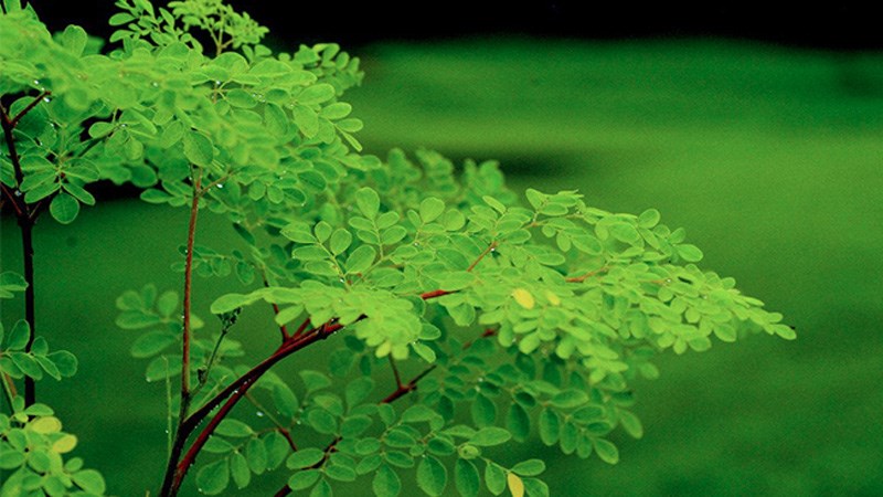 Tác dụng của cây chùm ngây trong y học dân gian