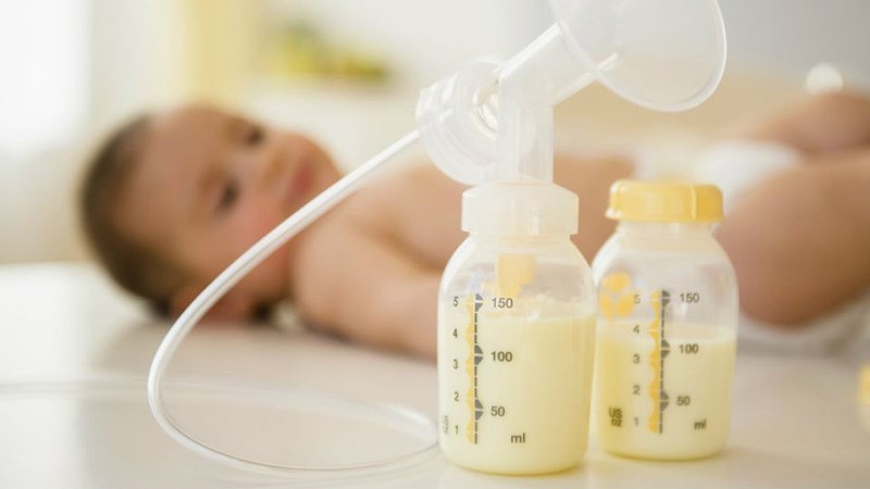 Cây chùm ngây kích thích tiết sữa