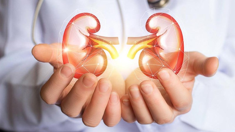 Cây chùm ngây có thể hỗ trợ ngăn sỏi thận