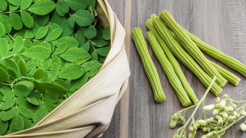 Cách sửa dụng cây chùm ngây 