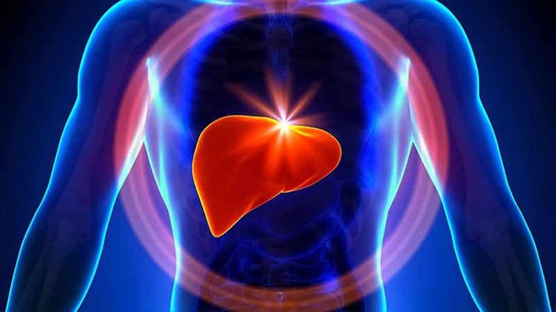 Cây chùm ngây giúp bảo vệ gan