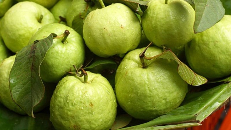 Bữa phụ 1: Ổi (100gr/68 Kcal)