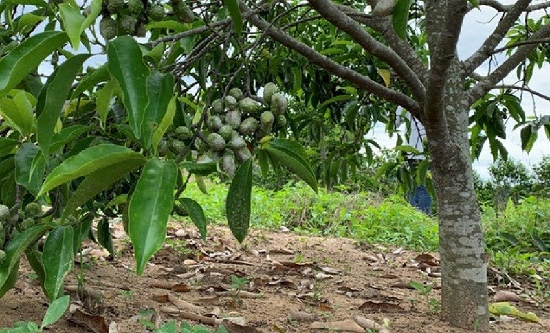 Nguồn gốc hạt dổi