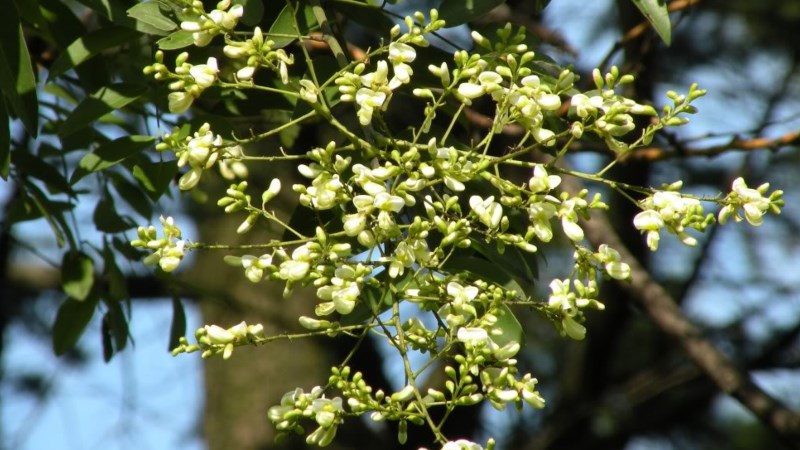 Một số tác dụng khác