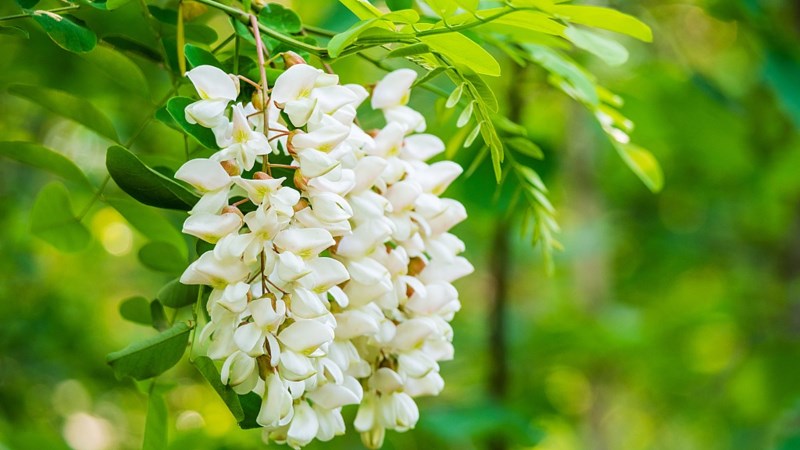 Cây hoa hòe trong phong thủy
