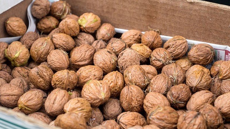 Lưu &yacute; khi bảo quản hạt &oacute;c ch&oacute;