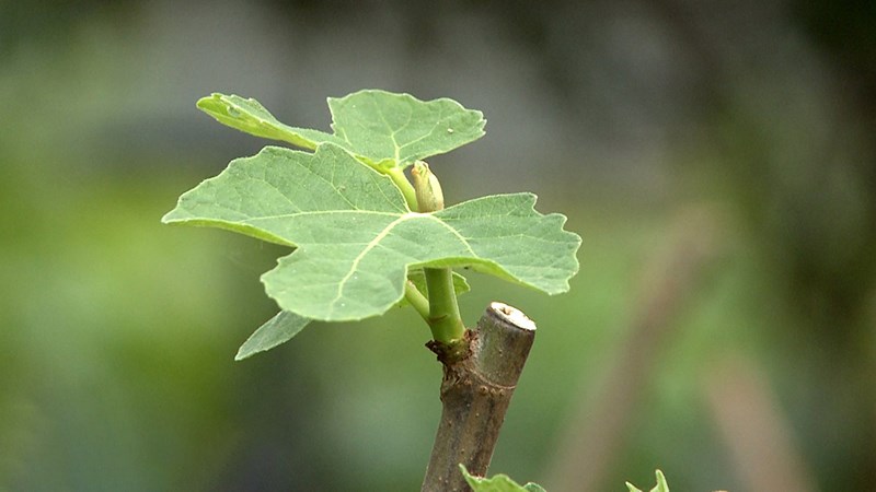 Lá sung