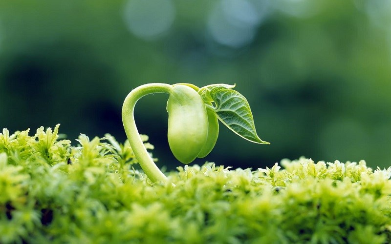 Tinh chất mầm đậu nành là gì?