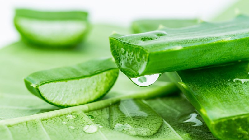 Sử dụng nha đam