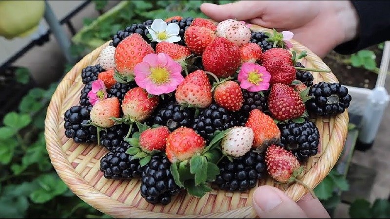 Dâu tây và quả mâm xôi
