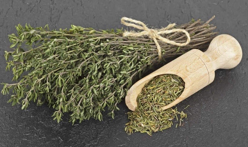 Cỏ xạ hương