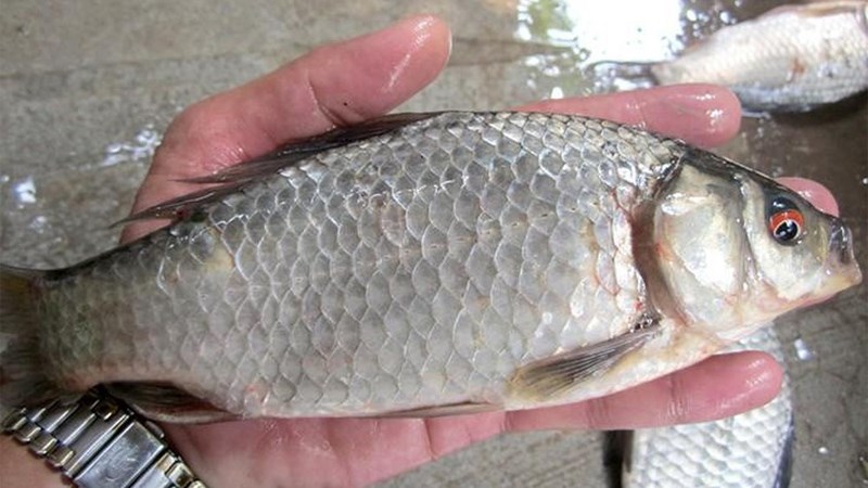 Cá diếc