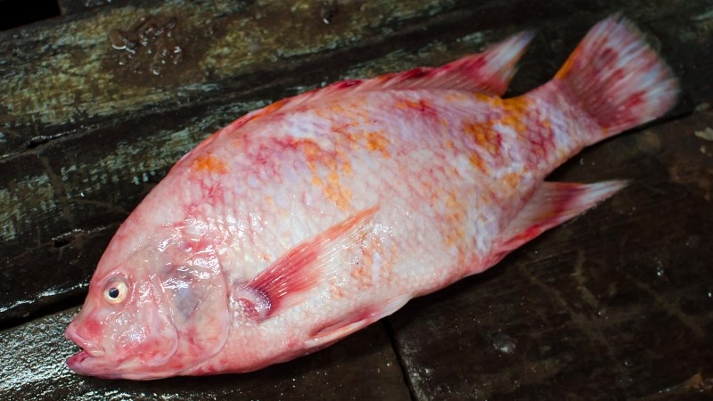 Cá diêu hồng