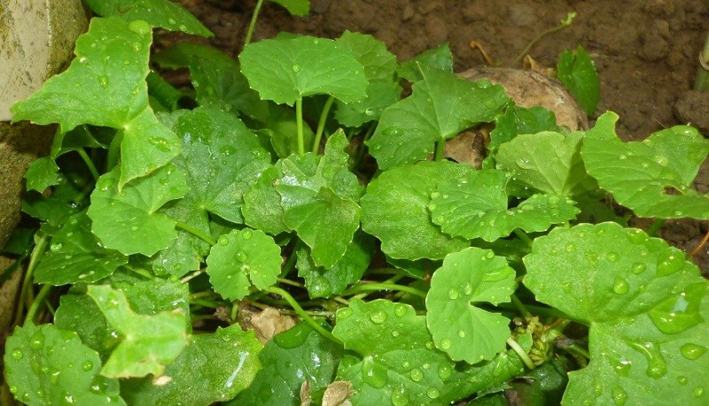 Rau má