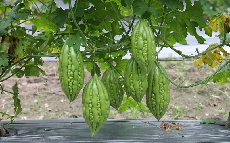 Mướp đắng