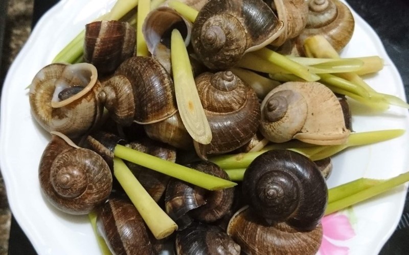 Ốc núi