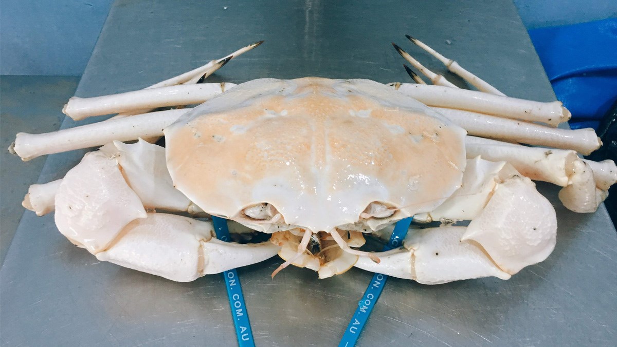 Cua pha lê là gì, cua pha lê bao nhiêu 1kg