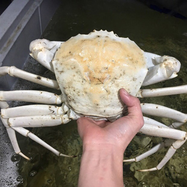 Cua pha lê là gì, cua pha lê bao nhiêu 1kg