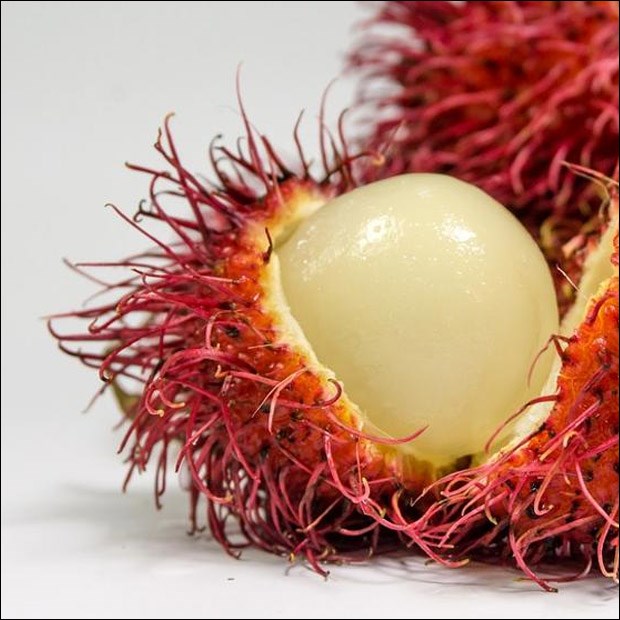 Cách bảo vệ chôm chôm