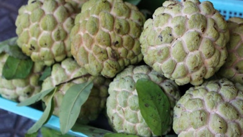 C&aacute;ch ủ na ch&iacute;n kh&ocirc;ng cần h&oacute;a chất