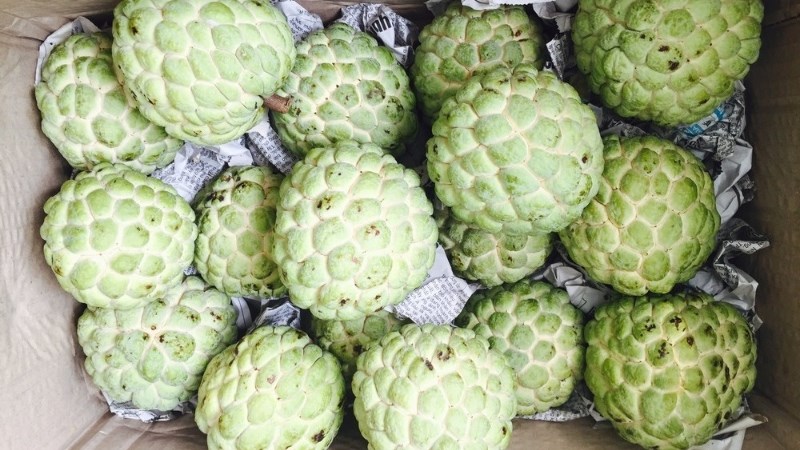 C&aacute;ch bảo quản na trong điều kiện thường