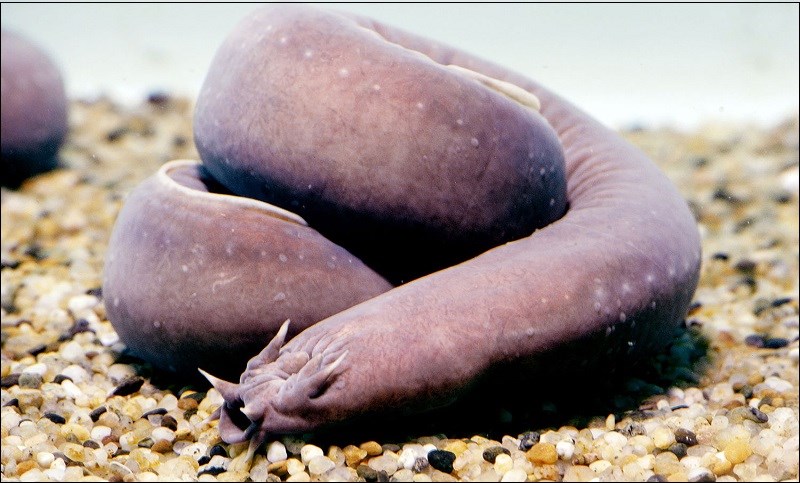 T&ecirc;n gọi, nguồn gốc c&aacute; Ninja