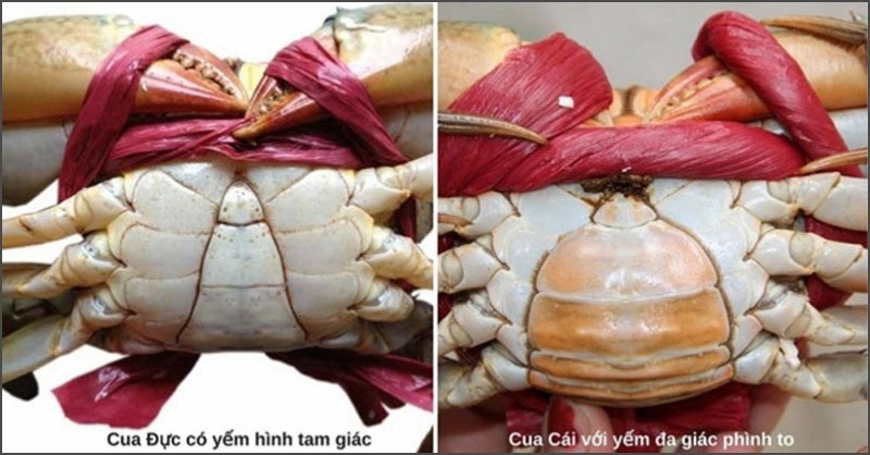 Dựa vào yếm cua