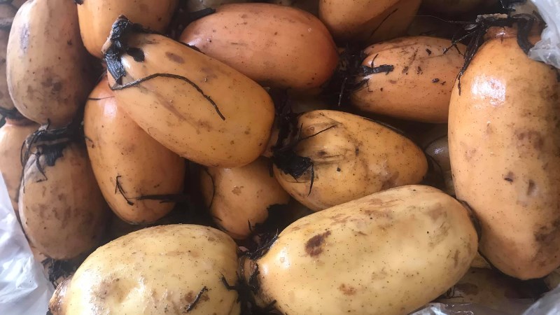 B&ecirc;n ngo&agrave;i củ