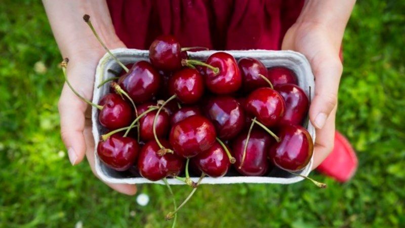 Tránh để cherry bị ám mùi từ những thực phẩm khác