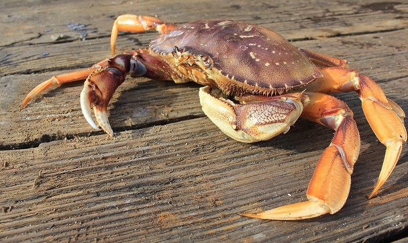 Đặc điểm cua Bắc Mỹ