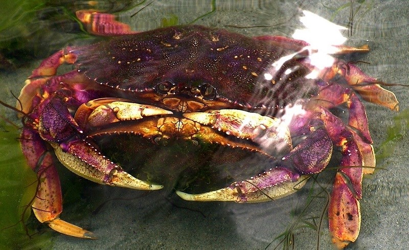 Gi&aacute; cua biển Bắc Mỹ l&agrave; bao nhi&ecirc;u v&agrave; mua ở đ&acirc;u?