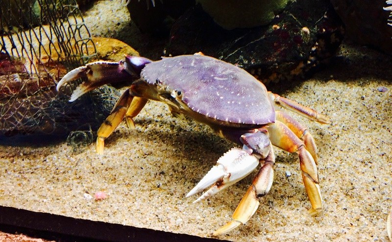 Cua biển Bắc Mỹ - Cua Dungeness l&agrave; g&igrave;?