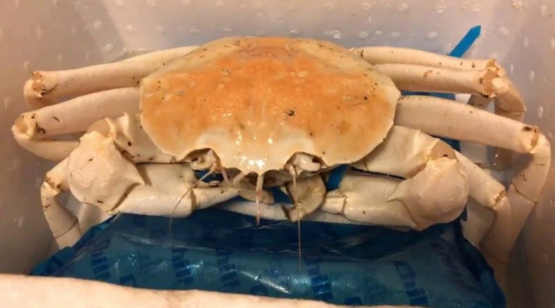 Cua pha l&ecirc; bao nhi&ecirc;u tiền 1kg?