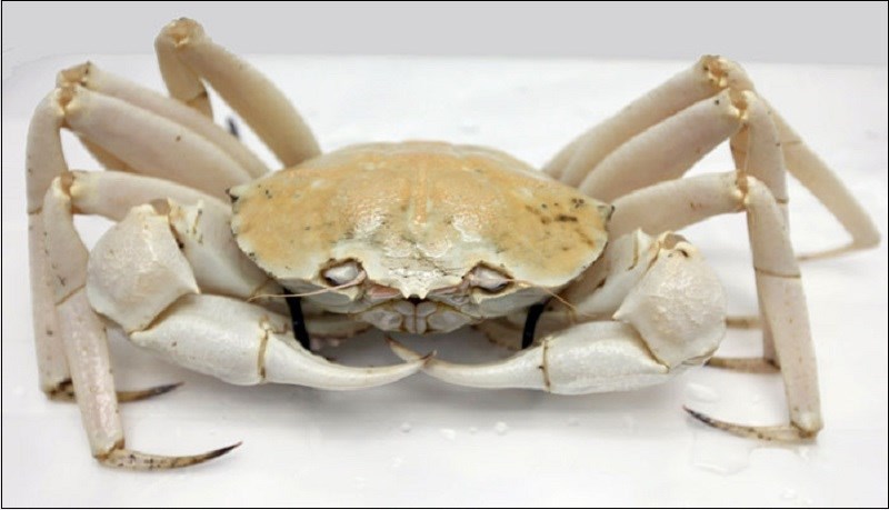 Cua pha l&ecirc; mua ở đ&acirc;u?