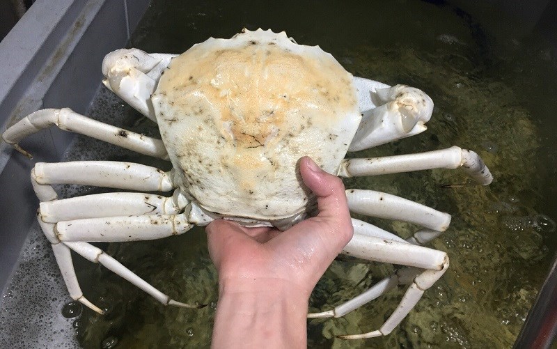 Cua pha l&ecirc; l&agrave; g&igrave;?