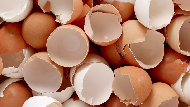 Dùng vỏ trứng gà