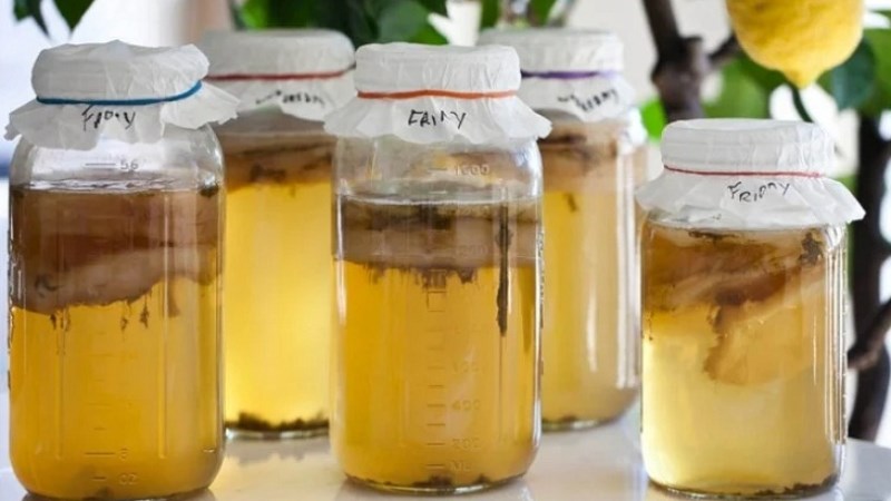 Các bước nuôi Kombucha Scoby