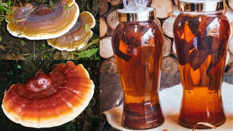 Ng&acirc;m rượu nấm linh chi