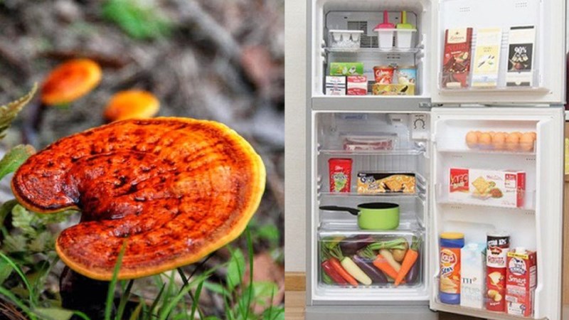 C&oacute; n&ecirc;n bảo quản nấm linh chi trong tủ lạnh kh&ocirc;ng?