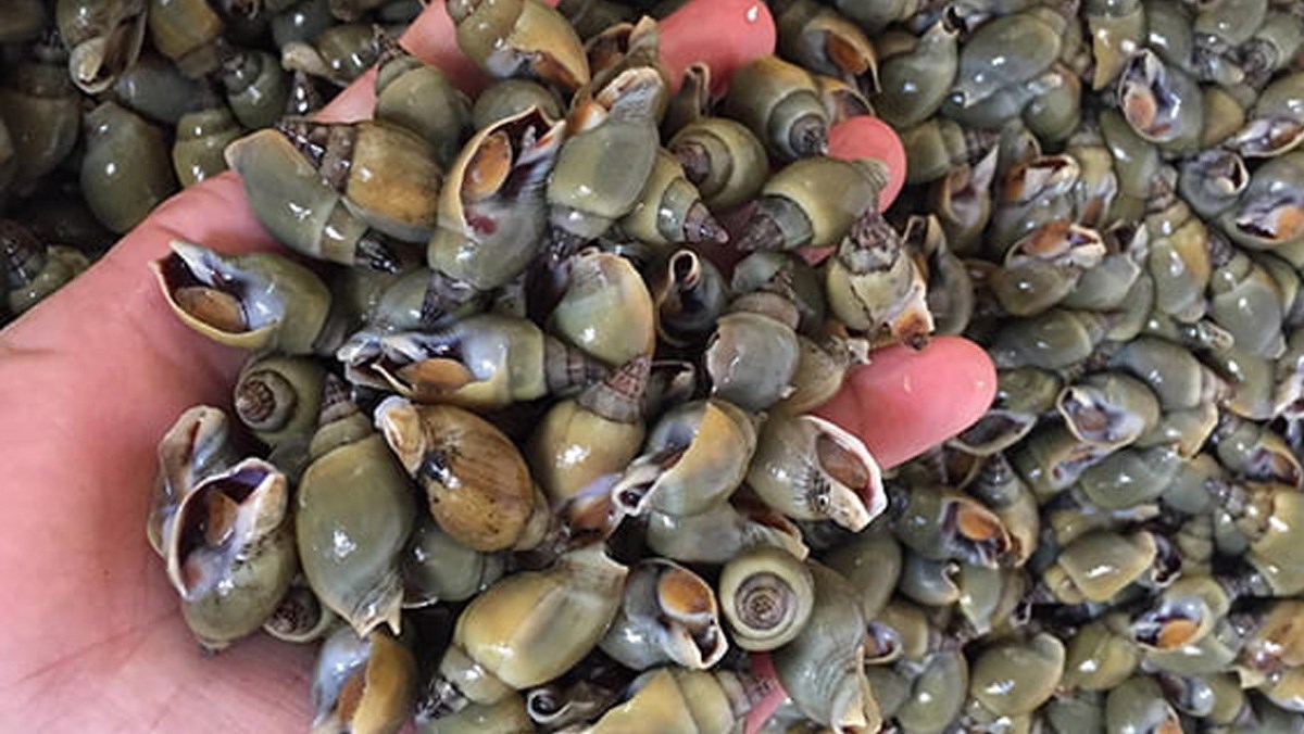 Ốc c&agrave; na l&agrave; ốc g&igrave;?