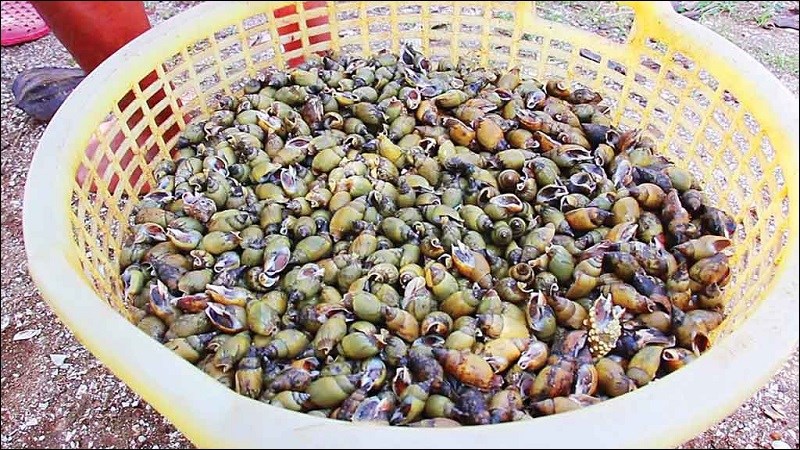 Bảo quản ốc c&agrave; na trong m&ocirc;i trường sống nh&acirc;n tạo