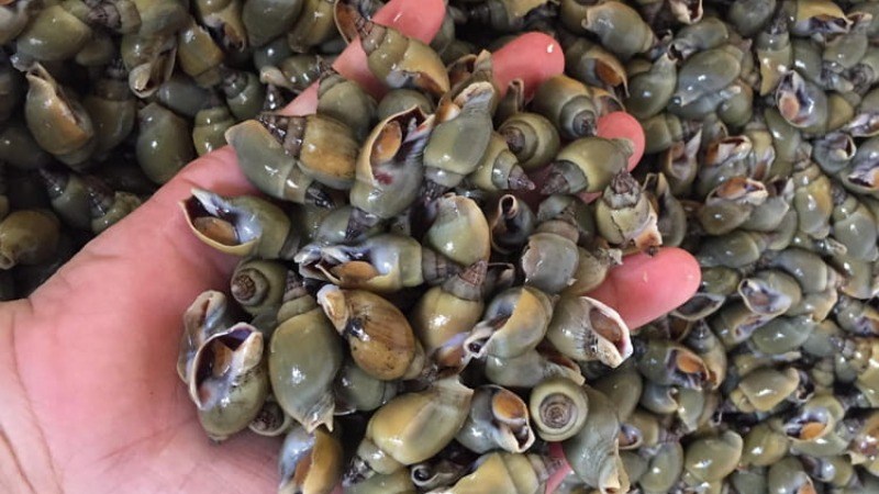 Ốc c&agrave; na sống ở đ&acirc;u?