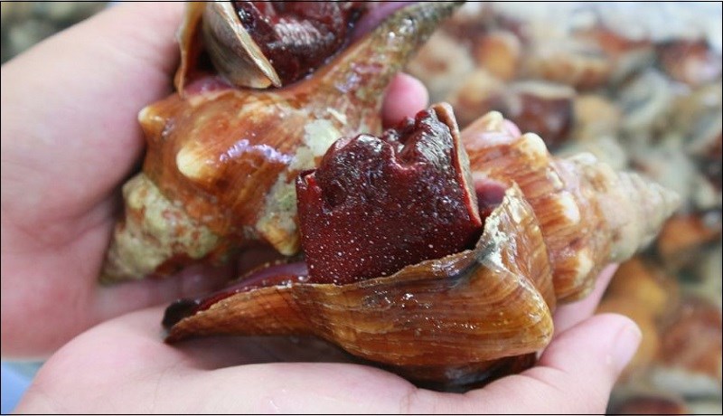 Gi&aacute; ốc đỏ l&agrave; bao nhi&ecirc;u v&agrave; mua ở đ&acirc;u?