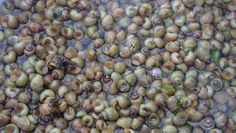 Ốc gạo l&agrave; g&igrave;?