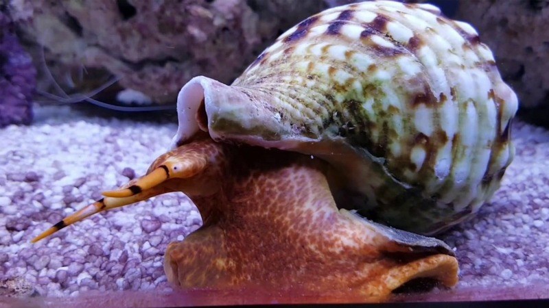 Ốc ho&agrave;ng hậu gi&aacute; bao nhi&ecirc;u?