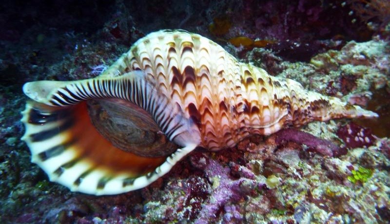 Ốc ho&agrave;ng hậu sống ở đ&acirc;u?