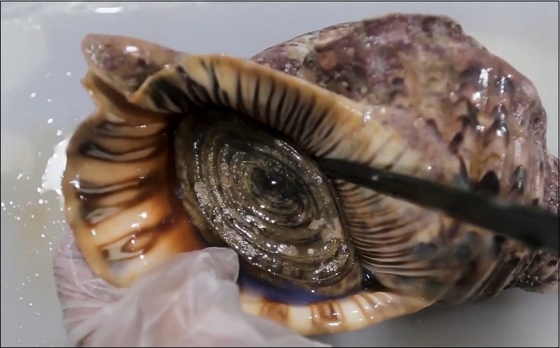 C&aacute;ch sơ chế ốc ho&agrave;ng hậu